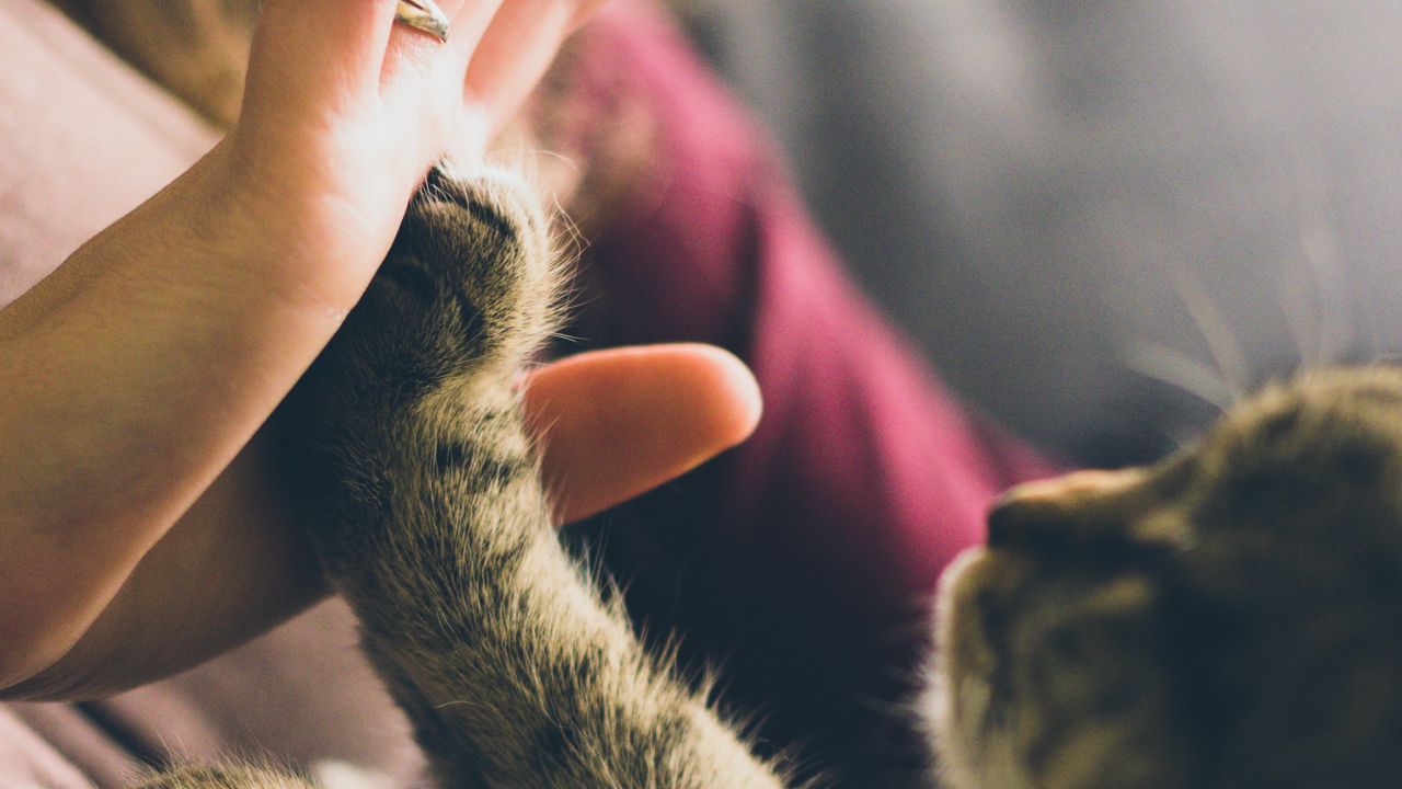 Wallpaper cat, pet, paw, hand, friends