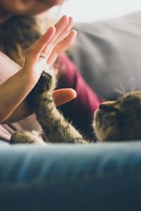 Preview wallpaper cat, pet, paw, hand, friends
