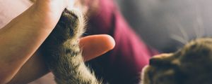 Preview wallpaper cat, pet, paw, hand, friends