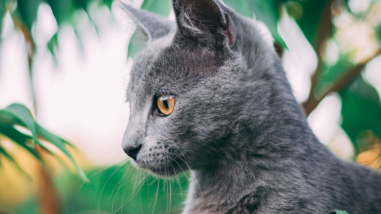 Wallpaper cat, pet, profile