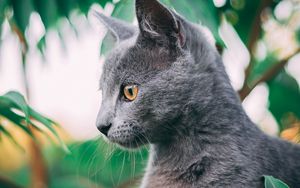 Preview wallpaper cat, pet, profile
