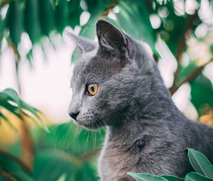Preview wallpaper cat, pet, profile