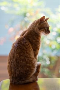 Preview wallpaper cat, pet, profile, orange