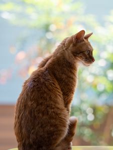 Preview wallpaper cat, pet, profile, orange