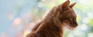 Preview wallpaper cat, pet, profile, orange