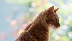 Preview wallpaper cat, pet, profile, orange