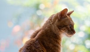 Preview wallpaper cat, pet, profile, orange