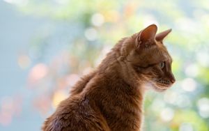 Preview wallpaper cat, pet, profile, orange