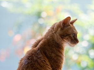 Preview wallpaper cat, pet, profile, orange