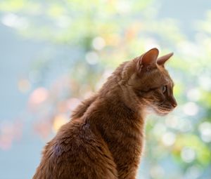 Preview wallpaper cat, pet, profile, orange