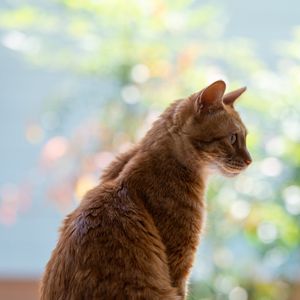 Preview wallpaper cat, pet, profile, orange