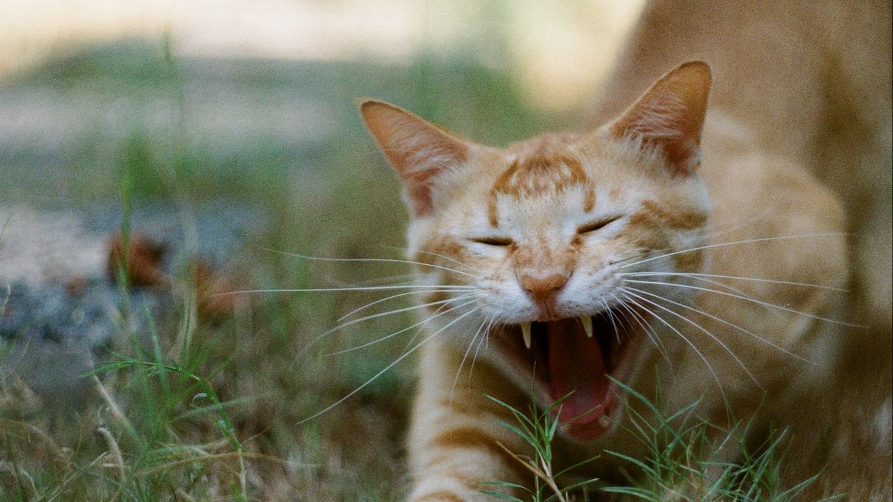 Wallpaper cat, pet, protruding tongue, fangs