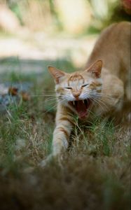 Preview wallpaper cat, pet, protruding tongue, fangs