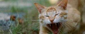 Preview wallpaper cat, pet, protruding tongue, fangs