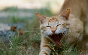 Preview wallpaper cat, pet, protruding tongue, fangs