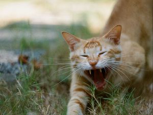 Preview wallpaper cat, pet, protruding tongue, fangs