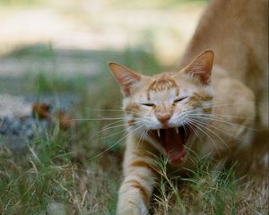 Preview wallpaper cat, pet, protruding tongue, fangs