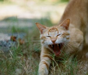 Preview wallpaper cat, pet, protruding tongue, fangs