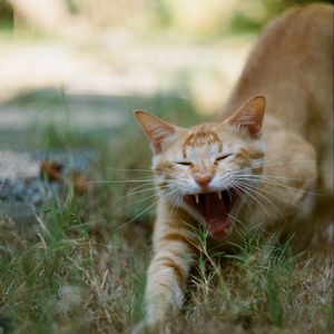 Preview wallpaper cat, pet, protruding tongue, fangs