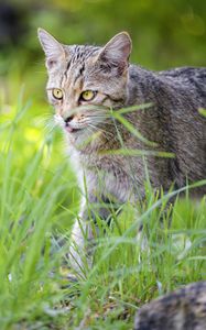 Preview wallpaper cat, pet, protruding tongue, grass