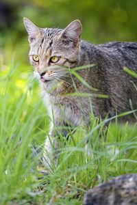 Preview wallpaper cat, pet, protruding tongue, grass