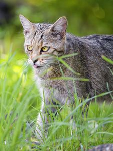 Preview wallpaper cat, pet, protruding tongue, grass