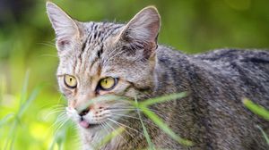 Preview wallpaper cat, pet, protruding tongue, grass