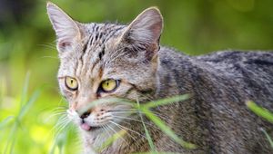 Preview wallpaper cat, pet, protruding tongue, grass