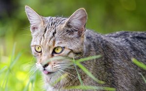 Preview wallpaper cat, pet, protruding tongue, grass