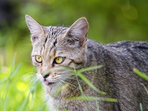 Preview wallpaper cat, pet, protruding tongue, grass
