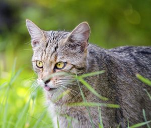 Preview wallpaper cat, pet, protruding tongue, grass