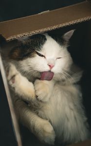 Preview wallpaper cat, pet, protruding tongue, fluffy, cute, box