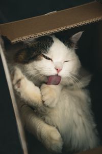 Preview wallpaper cat, pet, protruding tongue, fluffy, cute, box