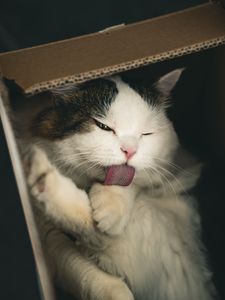 Preview wallpaper cat, pet, protruding tongue, fluffy, cute, box