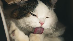 Preview wallpaper cat, pet, protruding tongue, fluffy, cute, box