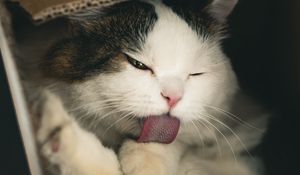 Preview wallpaper cat, pet, protruding tongue, fluffy, cute, box