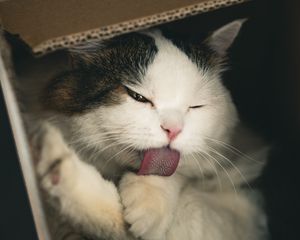 Preview wallpaper cat, pet, protruding tongue, fluffy, cute, box