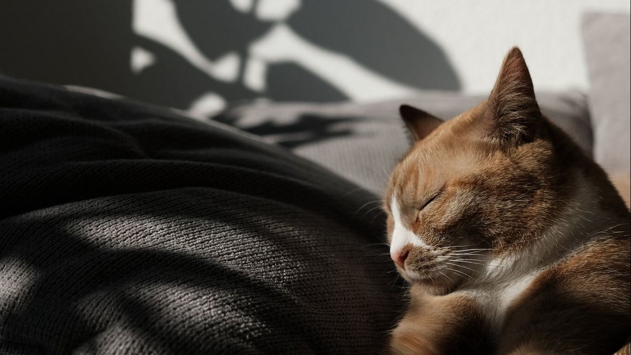 Wallpaper cat, pet, relax, sleep, comfort