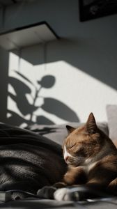 Preview wallpaper cat, pet, relax, sleep, comfort