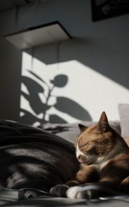 Preview wallpaper cat, pet, relax, sleep, comfort
