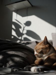 Preview wallpaper cat, pet, relax, sleep, comfort
