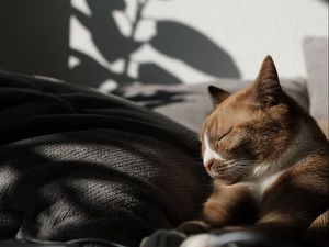 Preview wallpaper cat, pet, relax, sleep, comfort