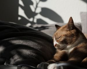 Preview wallpaper cat, pet, relax, sleep, comfort