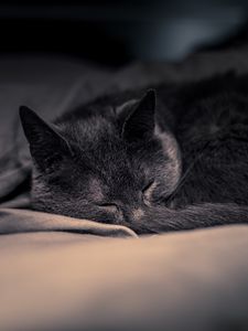 Preview wallpaper cat, pet, sleep, cute, fluffy