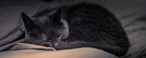 Preview wallpaper cat, pet, sleep, cute, fluffy