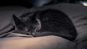 Preview wallpaper cat, pet, sleep, cute, fluffy