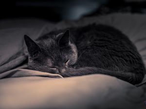 Preview wallpaper cat, pet, sleep, cute, fluffy