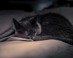 Preview wallpaper cat, pet, sleep, cute, fluffy