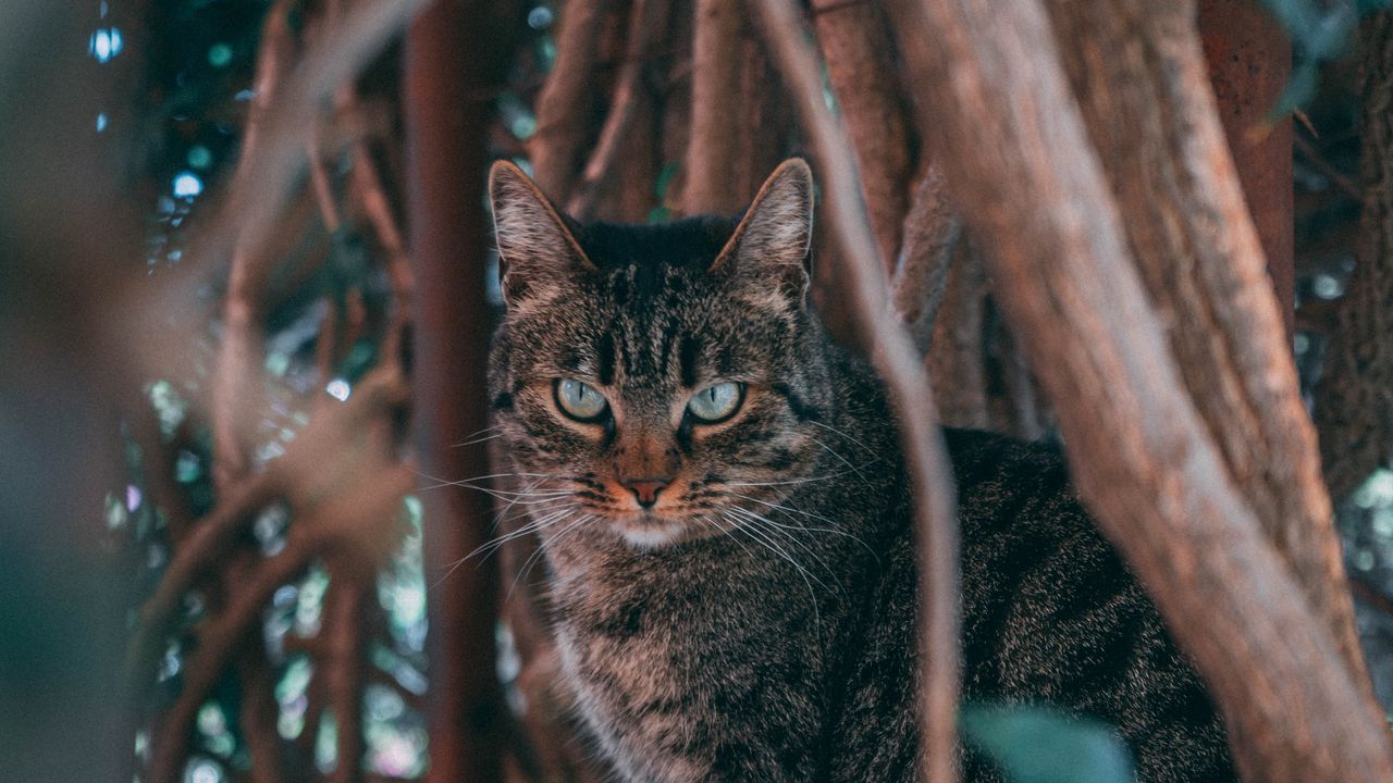 Wallpaper cat, pet, threat, branches