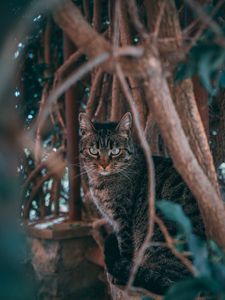 Preview wallpaper cat, pet, threat, branches
